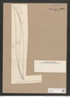 Rhoicosigma robustum Grun. (de-Toni-Nr.: Genus 15, Species 1129) Zeichnungen Sammlung Grunow Nr. 2225 (NHMW-BOT-W0369312)